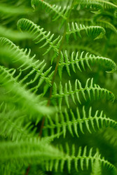 Лист папоротника - heartisgreen