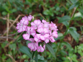 Турецкая гвоздика (Dianthus barbatus) - bykgeniy