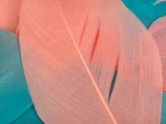Абстрактная композиция из розовых и бирюзовых перьев на белом фоне. Сверхвысокое разрешение - Prokrida