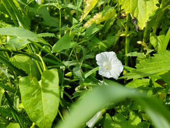 Повой заборный (Calystegia sepium) - bykgeniy