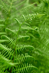 Лист папоротника - heartisgreen