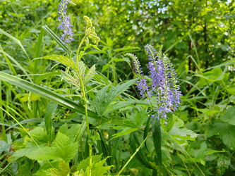 Вероника длиннолистная (Veronica longifolia) - bykgeniy