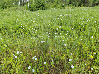 Вьюнок полевой (Convolvulus arvensis) - bykgeniy