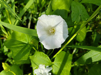 Повой заборный (Calystegia sepium) - bykgeniy