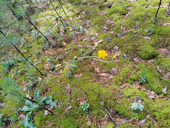 Кульбаба осенняя (Scorzoneroides autumnalis - bykgeniy