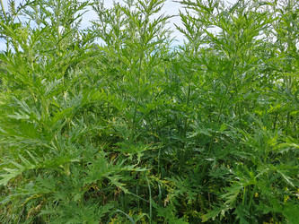 Крапива коноплевая (Urtica cannabina) - bykgeniy