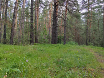 Поляна в сосновом бору - bykgeniy