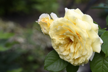 Красивая крупная желтая роза в саду. Большой розовый бутон. Чайная роза - LushchikovValeriy