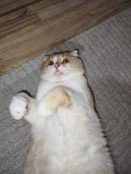 Кот - LizaEVG