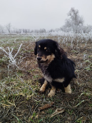 Песик - LizaEVG