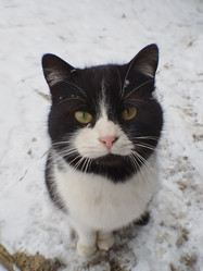 Кот, зима - LizaEVG