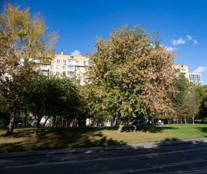 Красивые зеленые деревья вдоль проспекта в Москве осенью - Koralex2014