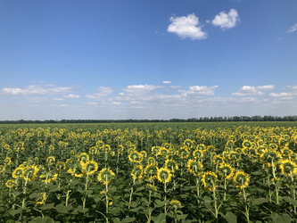 Подсолнухи - OlgaK