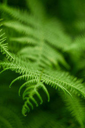 Лист папоротника - heartisgreen
