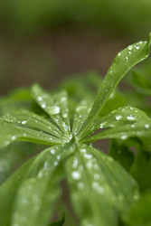 Капли дождя на листе люпина - heartisgreen
