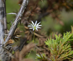 Белый цветок. Звездчатка злаковая (Stellaria graminea), также известная как "звездчатка злаковидная" - Selfish