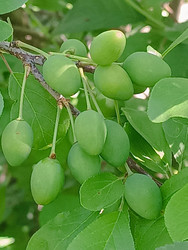 Зеленые плоды терновника (дикой сливы) на ветках кустарника - Mihail_direct