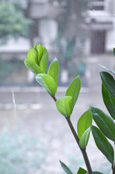 Замиокулькас (Zamioculcas zamiifolia), известный также как «долларовое дерево». на подоконнике крупным планом. Комнатное растение в горшке на подоконнике. Вид на сочные зеленые листья. Суккулент в домашнем саду - Dimasik_85