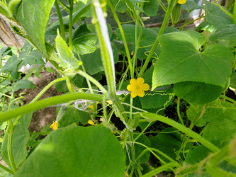 Огурец обыкновенный (Cucumis sativus) - bykgeniy