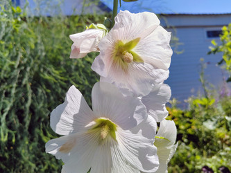 Шток-роза (Alcea), Мальва - bykgeniy