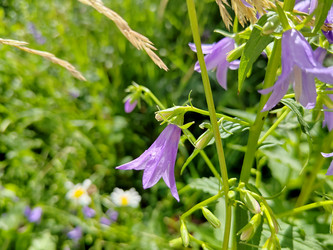 Колокольчик рапунцелевидный (Campanula rapunculoides) - bykgeniy