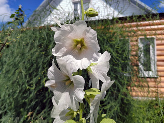 Штокроза розовая (Alcea rosea) - bykgeniy