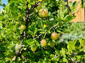 Крыжовник обыкновенный (Ribes uva-crispa) - bykgeniy
