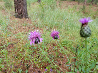 Василек шероховатый (Centaurea scabiosa) - bykgeniy