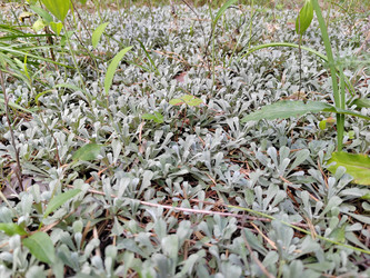Антеннарию двудомную (Antennaria dioica) - bykgeniy