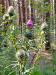 Бодяк обыкновенный (Cirsium vulgare) - bykgeniy