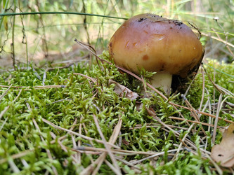 Валуй (Russula foetens) - bykgeniy