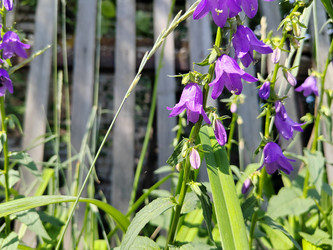 Колокольчик рапунцелевидный (Campanula rapunculoides) - bykgeniy