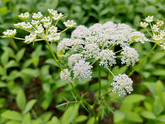Представитель семейства Зонтичные (Apiaceae) - bykgeniy