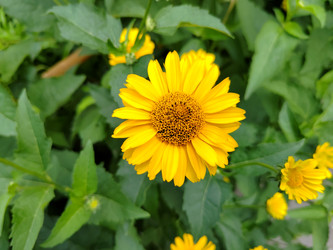 Гелиопсис подсолнечниковидный (Heliopsis helianthoides) - bykgeniy