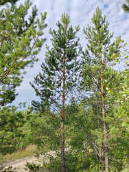 Сосна обыкновенная (Pinus sylvestris) - bykgeniy
