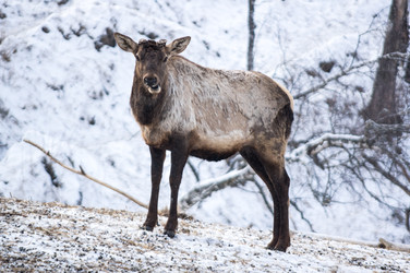 Вид на марала (Cervus elaphus sibiricus) - gumbao