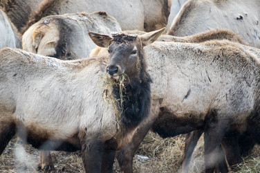 Вид маралов (Cervus Elaphus Sibiricus) - gumbao