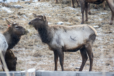 Вид маралов (Cervus Elaphus Sibiricus) - gumbao