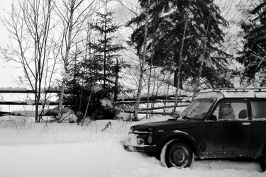 Собака за рулем автомобиля - svetaliya
