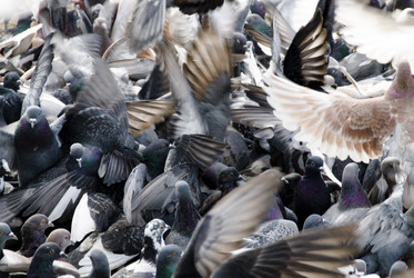 Большая стая голубей. A large flock of pigeons. Южно-Сахалинск. Сахалин. Sakhalin. (marka) - marka