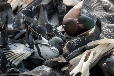 Большая стая голубей. A large flock of pigeons. Южно-Сахалинск. Сахалин. Sakhalin. (marka) - marka