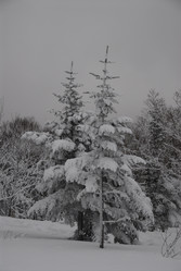 Горнолыжный комплекс «Горный воздух» зимой. Сахалин. View of the ski complex "Gorny Vozduh". Sakhalin. (marka) - marka