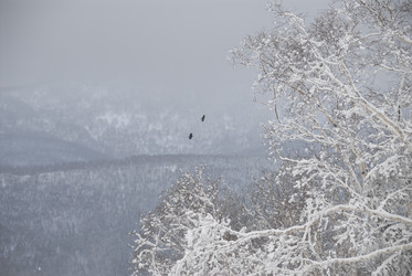 Горнолыжный комплекс «Горный воздух» зимой. Сахалин. View of the ski complex "Gorny Vozduh". Sakhalin. (marka) - marka
