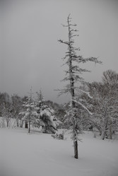 Горнолыжный комплекс «Горный воздух» зимой. Сахалин. View of the ski complex "Gorny Vozduh". Sakhalin. (marka) - marka