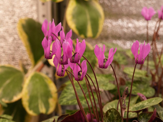 Розовые цветы цикламена с изогнутыми лепестками в оранжерее - raregarden