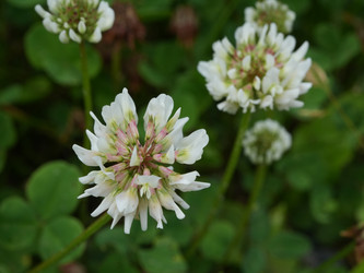 Соцветия белого клевера Trifolium repens на зеленой траве крупным планом - raregarden