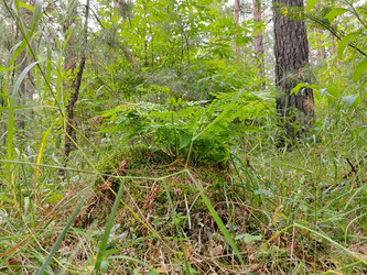 Щитовник распростертый (Dryopteris expansa), папоротник - bykgeniy