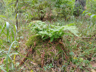 Щитовник распростертый (Dryopteris expansa), папоротник - bykgeniy