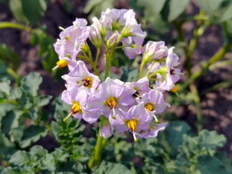 Цветение картофеля (Solanum tuberosum) - bykgeniy