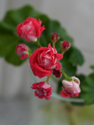 Макро крупным планом махровые бутоны красной розовой комнатной пеларгонии - raregarden